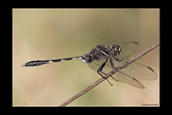 PhotoID: AusDr645. Slender Skimmer (Orthetrum sabina) - male