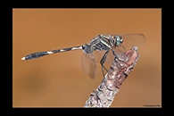 PhotoID: AusDr647. Slender Skimmer (Orthetrum sabina) - male