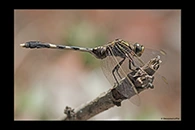 PhotoID: AusDr649. Slender Skimmer (Orthetrum sabina) - female