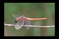 PhotoID: AusDr044. Fiery Skimmer (Orthetrum villosovittatum) - female