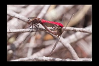 PhotoID: AusDr055. Fiery Skimmer (Orthetrum villosovittatum) - copula