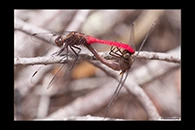 PhotoID: AusDr056. Fiery Skimmer (Orthetrum villosovittatum) - copula
