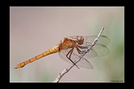 PhotoID: AusDr057. Fiery Skimmer (Orthetrum villosovittatum) - female