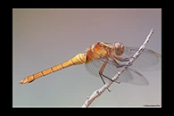 PhotoID: AusDr058. Fiery Skimmer (Orthetrum villosovittatum) - female