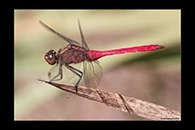 PhotoID: AusDr174. Fiery Skimmer (Orthetrum villosovittatum) - male