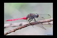 PhotoID: AusDr320. Fiery Skimmer (Orthetrum villosovittatum) - male