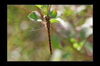 PhotoID: AusDr655. Pantala flavescens - female