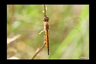PhotoID: AusDr656. Pantala flavescens - male