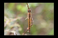 PhotoID: AusDr658. Pantala flavescens - male