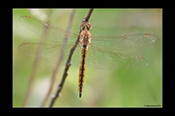 PhotoID: AusDr662. Pantala flavescens - female