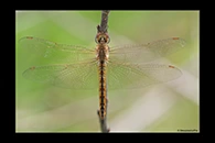 PhotoID: AusDr665. Pantala flavescens - female