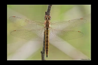 PhotoID: AusDr666. Pantala flavescens - female