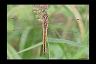 PhotoID: AusDr667. Pantala flavescens - female