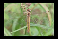 PhotoID: AusDr668. Pantala flavescens - female