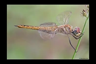 PhotoID: AusDr669. Pantala flavescens - female