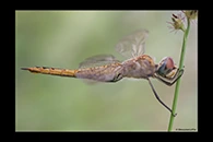 PhotoID: AusDr670. Pantala flavescens - female