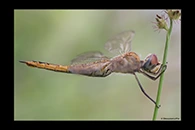 PhotoID: AusDr671. Pantala flavescens - female