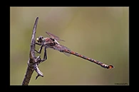 PhotoID: AusDr111. South-Eastern Petaltail (Petalura gigantea) - male