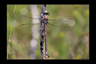 PhotoID: AusDr115. South-Eastern Petaltail (Petalura gigantea) - male