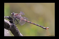 PhotoID: AusDr117. South-Eastern Petaltail (Petalura gigantea) - male