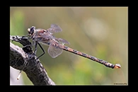 PhotoID: AusDr118. South-Eastern Petaltail (Petalura gigantea) - male