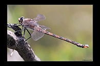 PhotoID: AusDr119. South-Eastern Petaltail (Petalura gigantea) - male