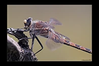 PhotoID: AusDr120. South-Eastern Petaltail (Petalura gigantea) - male