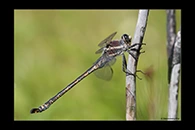 PhotoID: AusDr186. South-Eastern Petaltail (Petalura gigantea) - male