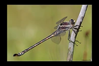 PhotoID: AusDr187. South-Eastern Petaltail (Petalura gigantea) - male