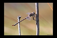 PhotoID: AusDr189. South-Eastern Petaltail (Petalura gigantea) - male