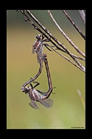 PhotoID: AusDr190. South-Eastern Petaltail (Petalura gigantea) - copula