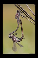 PhotoID: AusDr191. South-Eastern Petaltail (Petalura gigantea) - copula