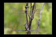PhotoID: AusDr193. South-Eastern Petaltail (Petalura gigantea) - copula