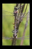 PhotoID: AusDr194. South-Eastern Petaltail (Petalura gigantea) - copula