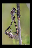 PhotoID: AusDr196. South-Eastern Petaltail (Petalura gigantea) - copula