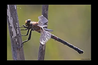 PhotoID: AusDr514. Western Petaltail (Petalura hesperia) - female