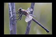 PhotoID: AusDr515. Western Petaltail (Petalura hesperia) - female