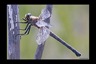PhotoID: AusDr517. Western Petaltail (Petalura hesperia) - female