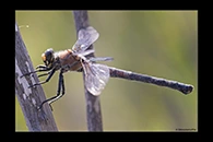 PhotoID: AusDr518. Western Petaltail (Petalura hesperia) - female