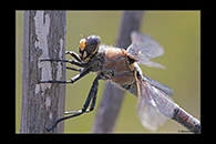 PhotoID: AusDr519. Western Petaltail (Petalura hesperia) - female