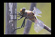 PhotoID: AusDr520. Western Petaltail (Petalura hesperia) - female