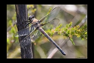 PhotoID: AusDr521. Western Petaltail (Petalura hesperia) - female
