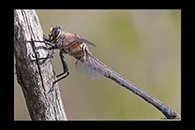 PhotoID: AusDr524. Western Petaltail (Petalura hesperia) - female