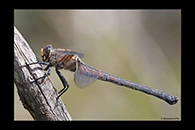 PhotoID: AusDr527. Western Petaltail (Petalura hesperia) - female