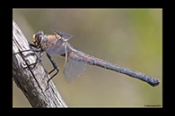 PhotoID: AusDr528. Western Petaltail (Petalura hesperia) - female