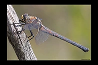 PhotoID: AusDr529. Western Petaltail (Petalura hesperia) - female