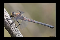 PhotoID: AusDr531. Western Petaltail (Petalura hesperia) - female