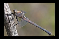 PhotoID: AusDr533. Western Petaltail (Petalura hesperia) - female