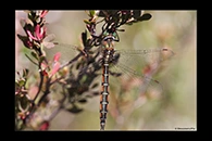 PhotoID: AusDr738. Procordulia jacksoniensis - male