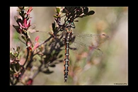 PhotoID: AusDr739. Procordulia jacksoniensis - male